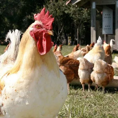 thumbnail for publication: Investigating Vaccination Failure in Poultry Flocks